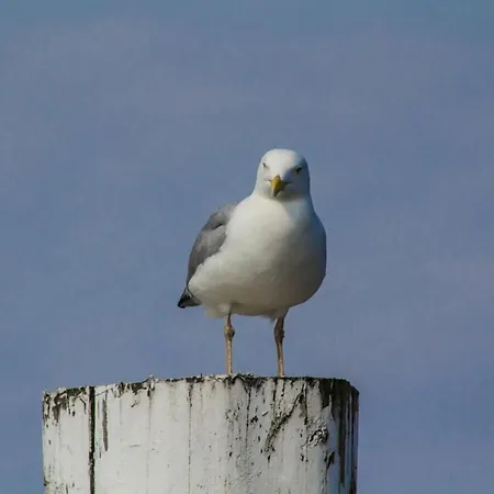 Penthuus Modern Retreat Ferienhaus Juist